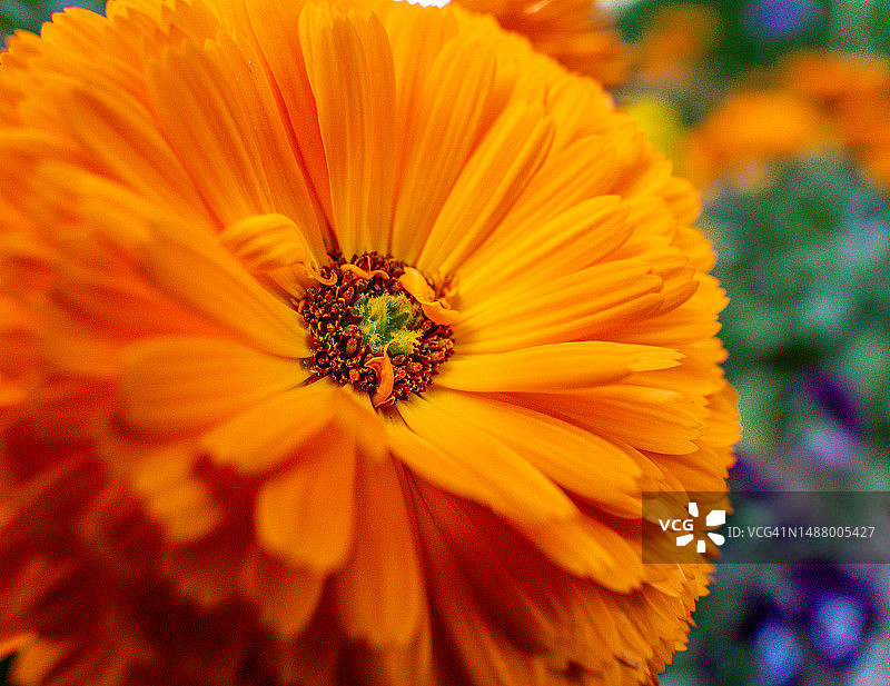 金盏花图片素材