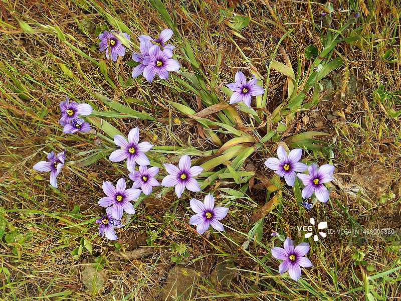 蓝眼草图片素材