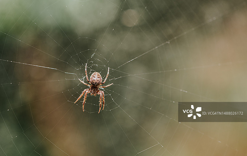 一只在网上结网的欧洲花园蜘蛛图片素材