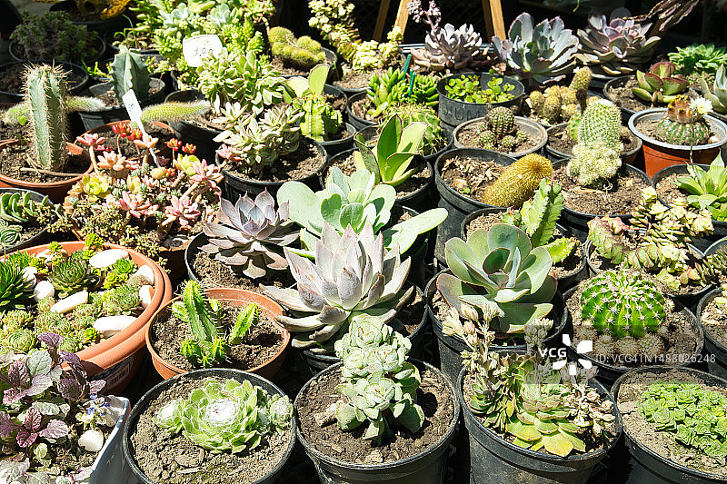 小仙人掌盆栽图片素材