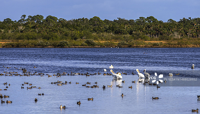 鸭子与鹈鹕图片素材