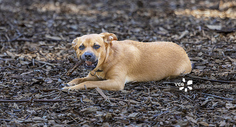 叼着树枝的狗图片素材