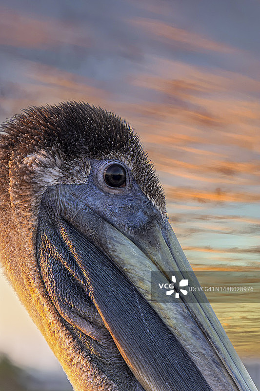 日落时的幼年褐鹈鹕图片素材