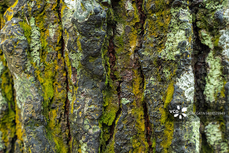 树皮纹理图案图片素材