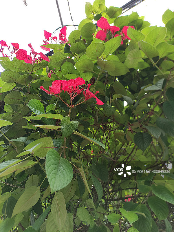 庭院中生长的红色花朵图片素材