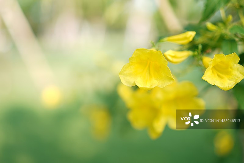 金黄色软枝黄蝉特写：喇叭状花朵盛开图片素材