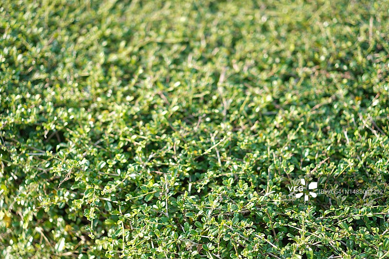 福建茶绿叶图片素材