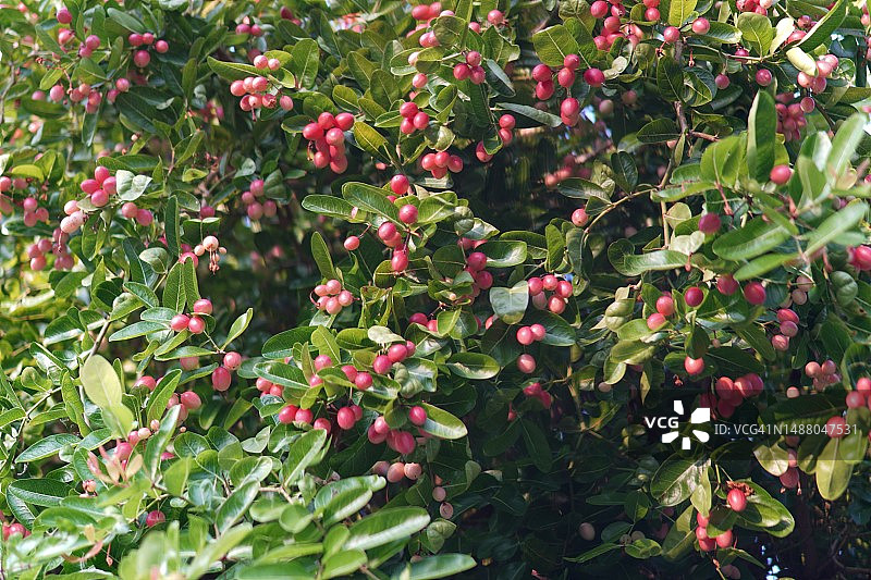 卡隆达果（Carissa carandas L.）图片素材