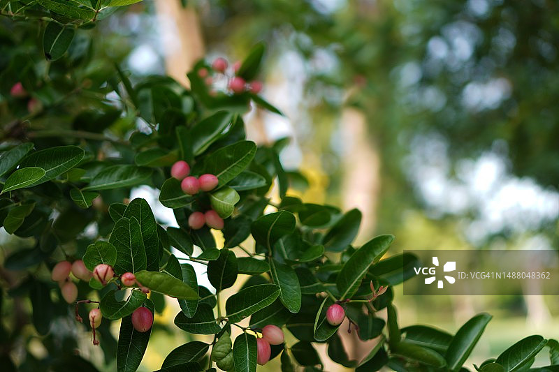 卡隆达果（Carissa carandas L.）图片素材