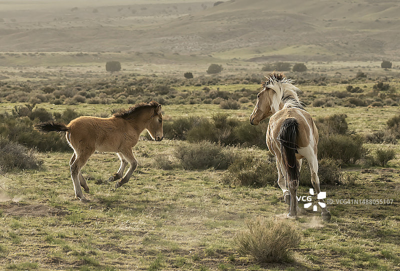 犹他州春天里的野马母马和小马驹图片素材