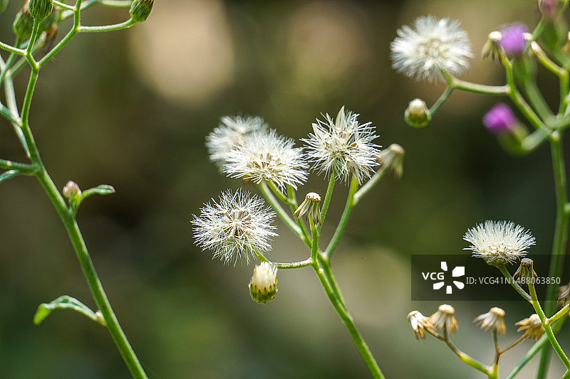 具有散景（模糊）背景的蓝蓟图片素材