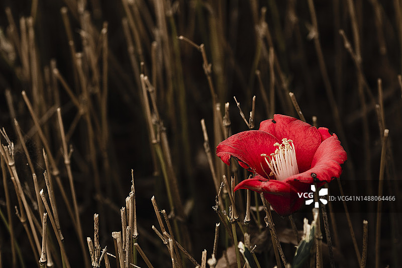 落下的山茶花图片素材