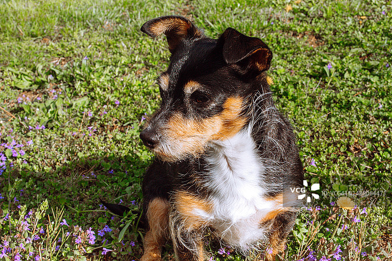 草地上的小狗，吉娃娃梗混合犬，户外小狗图片素材