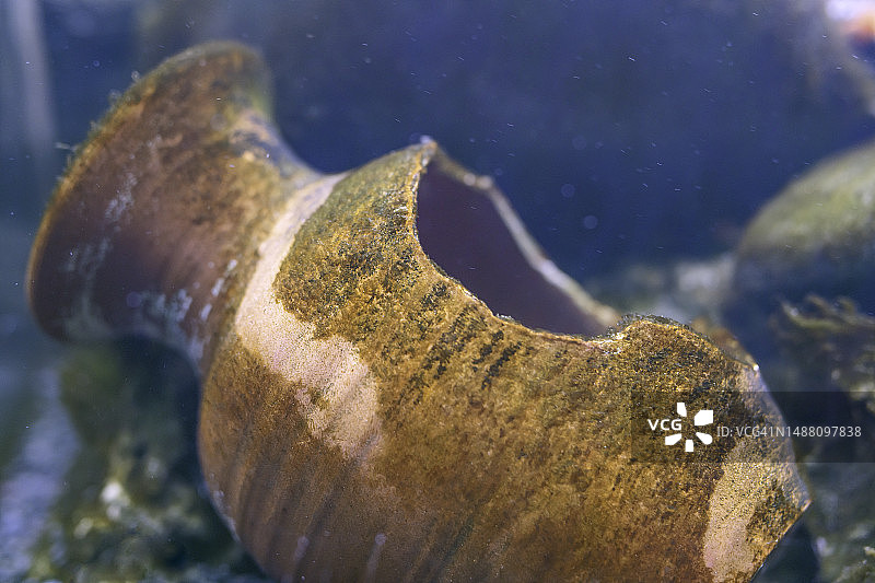 水下破损的陶制双耳瓶图片素材