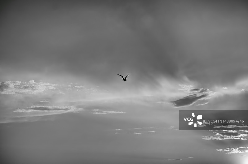 黑白日落天空中的孤独小鸟图片素材