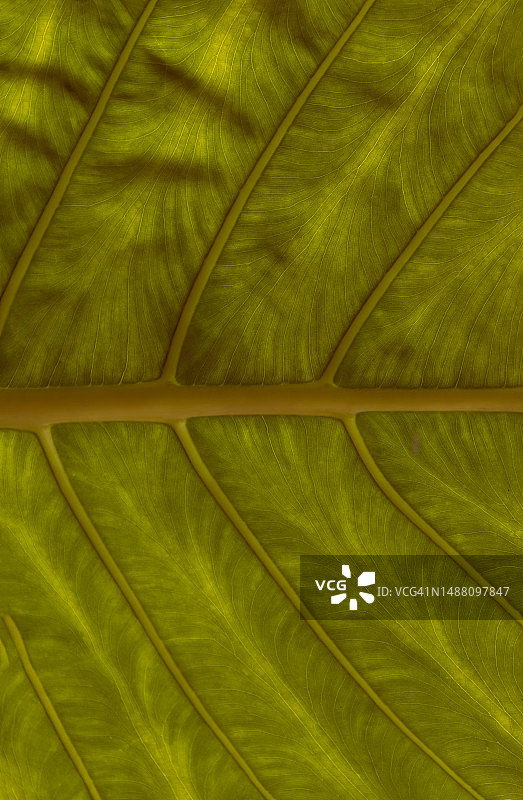 具有大黄色纹理的热带树叶的独特纹理图片素材