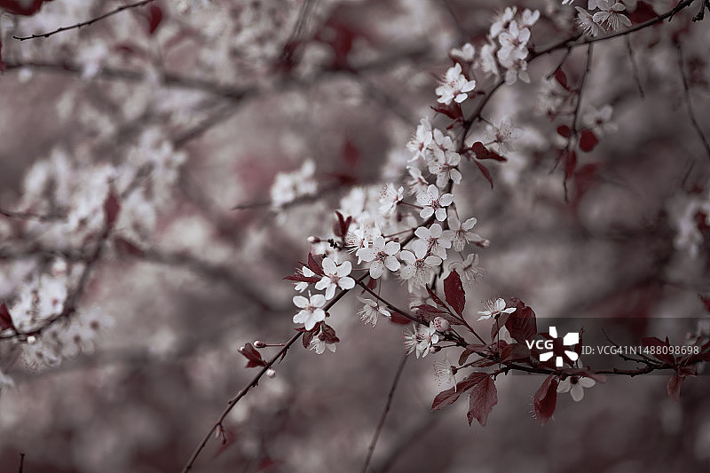 带红叶的樱花枝图片素材