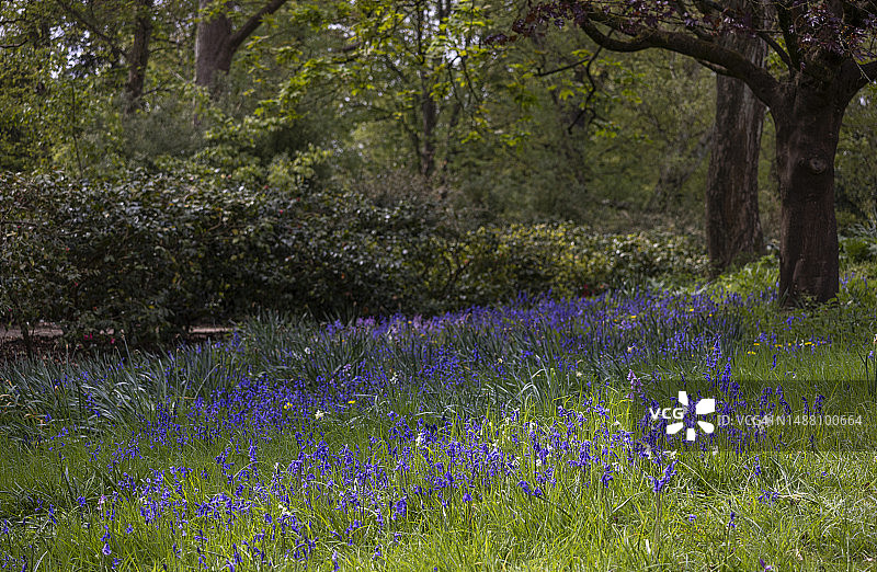 蓝铃花图片素材