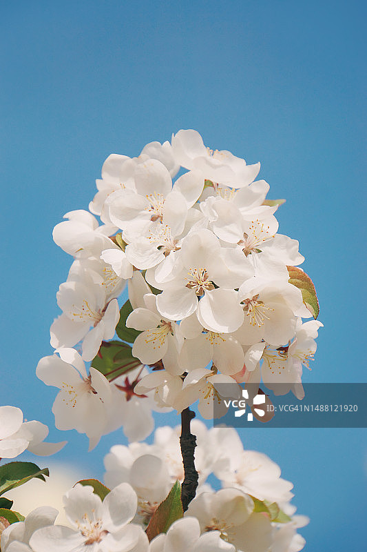 海棠花图片素材