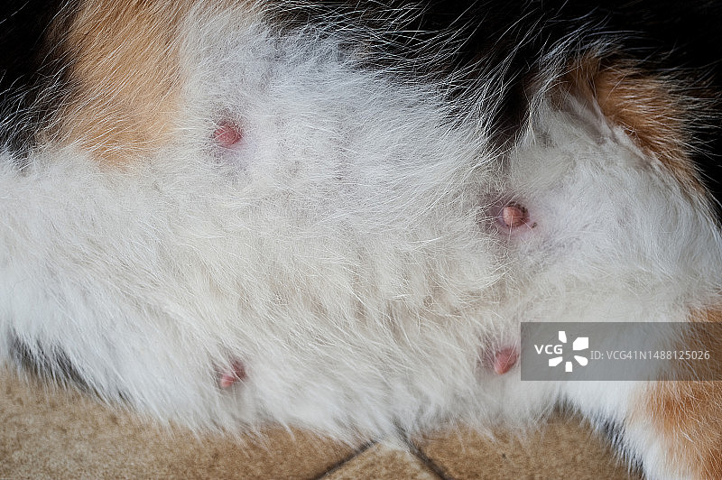 怀孕母猫的子宫图片素材