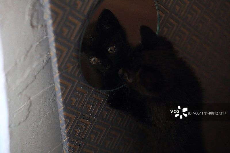 黑色小猫在镜子里发现自己图片素材