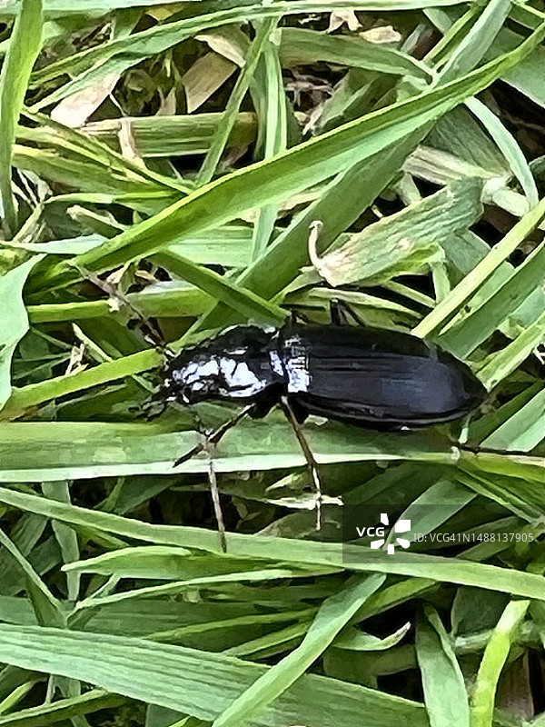 在草丛中爬行的黑色步甲图片素材