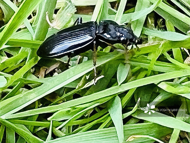 在草丛中爬行的黑色步甲图片素材