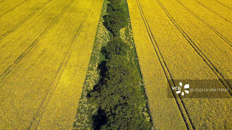 油菜籽田地和树木图片素材