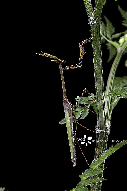 羽化螳螂（锥头螳螂）-雄性图片素材