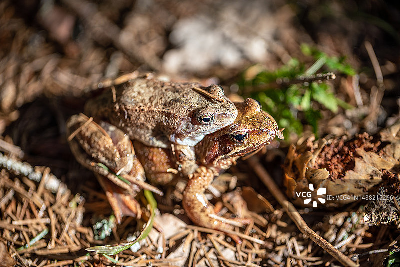 松树林中交配的两只青蛙图片素材