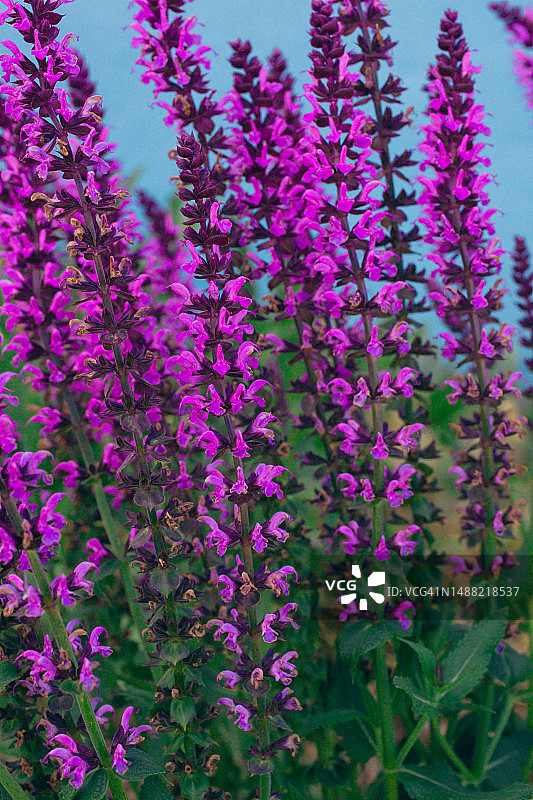 蝴蝶花园中特写紫色花朵，穗状婆婆纳植物，观赏园林花卉图片素材