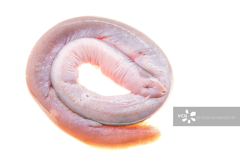 七鳃鳗繁殖图片素材