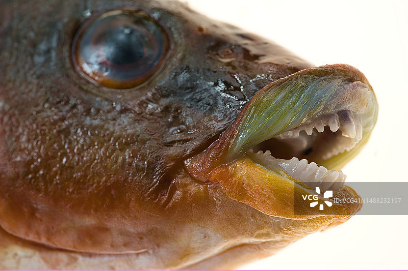 褐鳕（Labrus bergylta）肖像图片素材