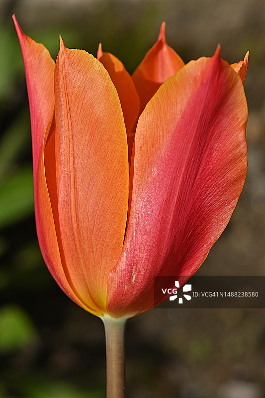 橙色郁金香图片素材