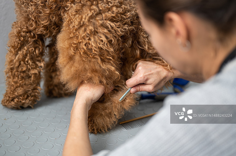 一名俄罗斯女宠物美容师正在为贵宾犬做美容图片素材