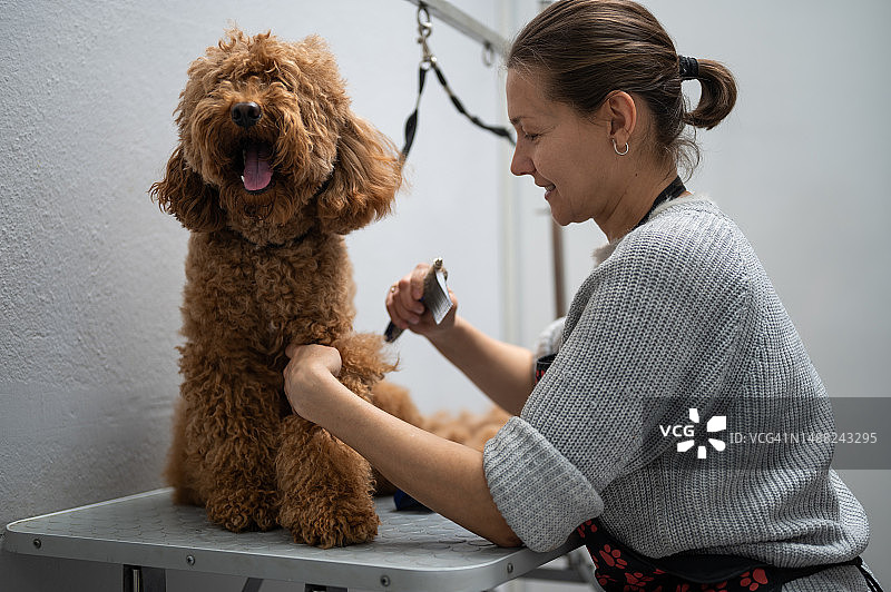 一名俄罗斯女宠物美容师正在为贵宾犬做美容图片素材
