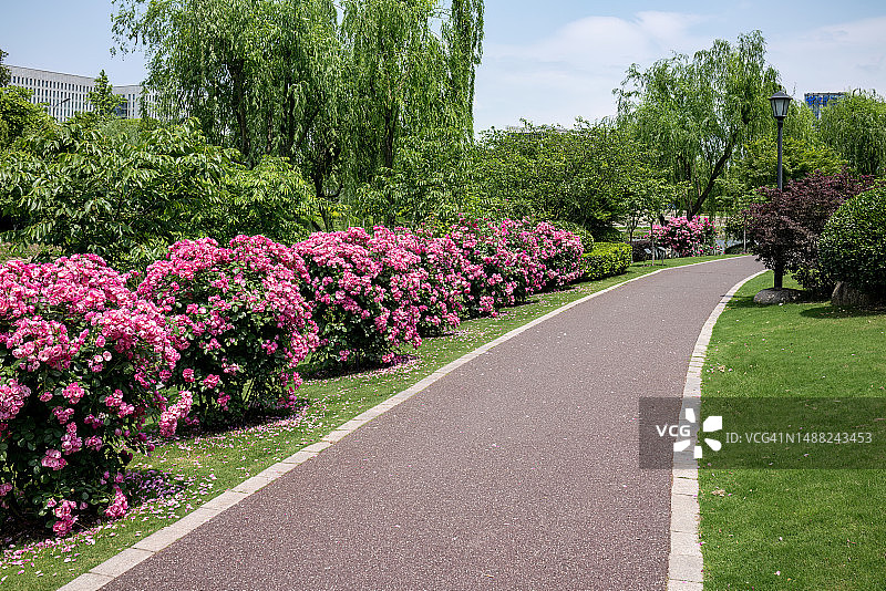 公园两侧，都有一条盛开着玫瑰花的红色跑道图片素材
