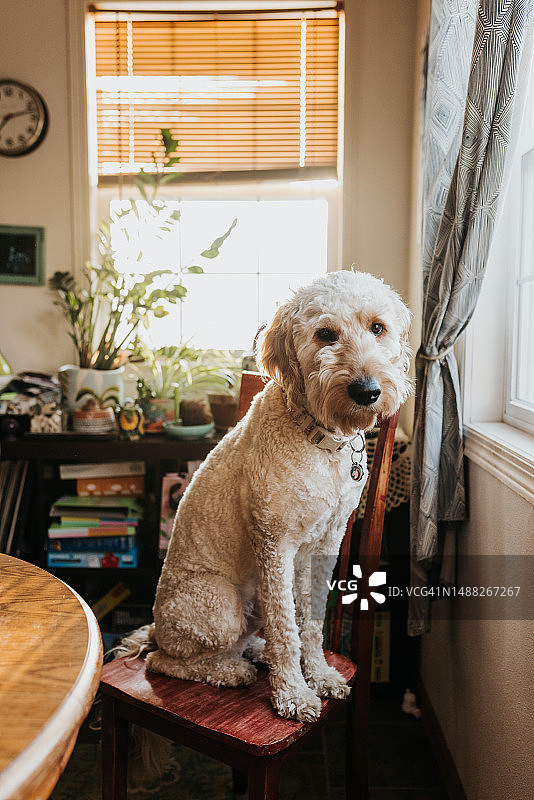 金毛贵宾犬坐在厨房椅子上看向镜头图片素材