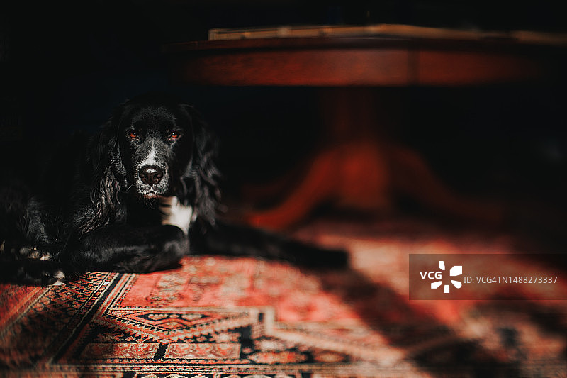 阳光下用自由镜头拍摄我的狗图片素材