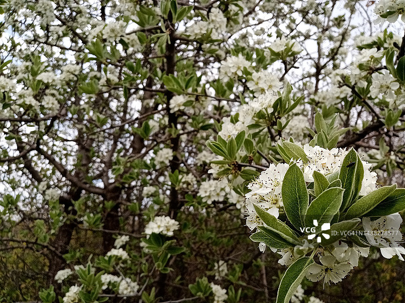 白色花朵与绿叶图片素材