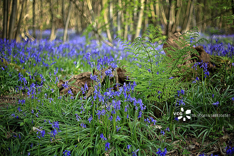 英国风铃草和蕨类植物图片素材