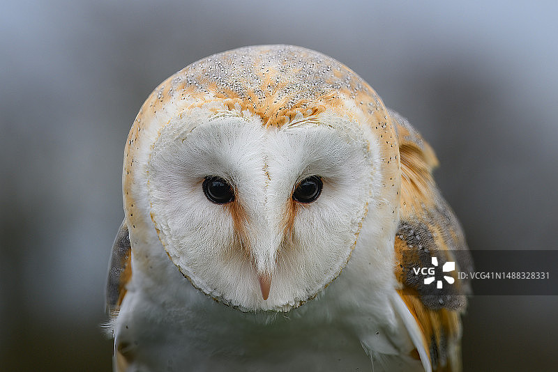 仓鸮（Tyto alba）特写图片素材