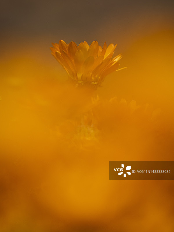 南非纳马夸兰盛开的雏菊特写图片素材