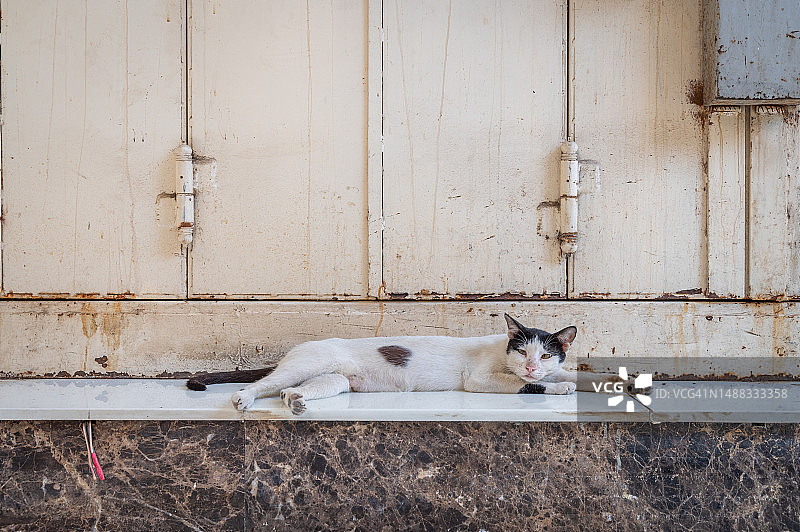 躺在关着的窗户前的流浪猫图片素材