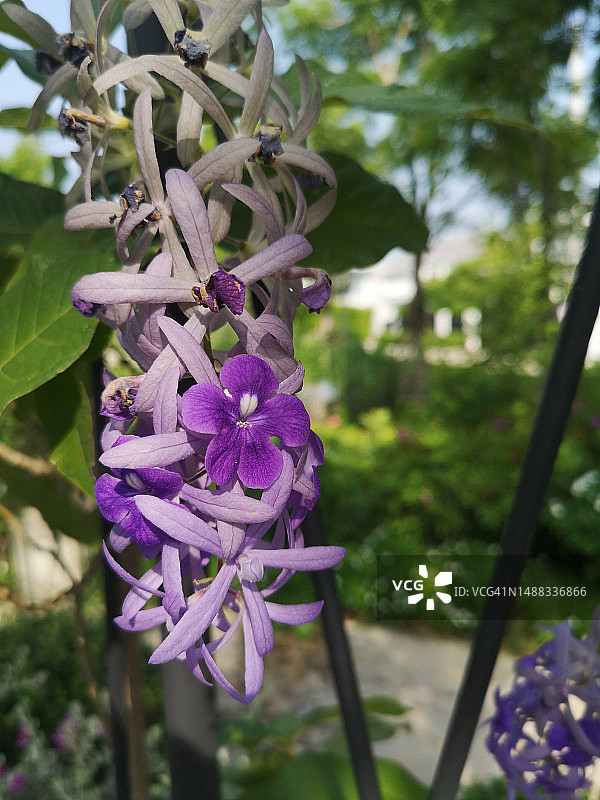 紫藤砂纸花：花园中盛开的五瓣紫色花束，形似五角花瓣，背景模糊图片素材