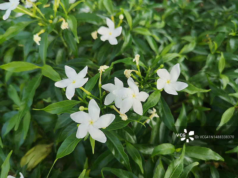 盛开的栀子花和绿叶图片素材