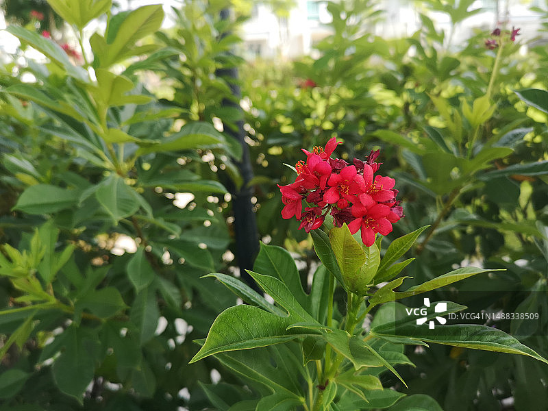 红花，大戟科图片素材