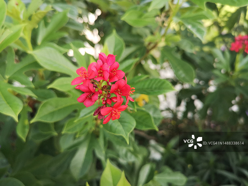 红花，大戟科图片素材