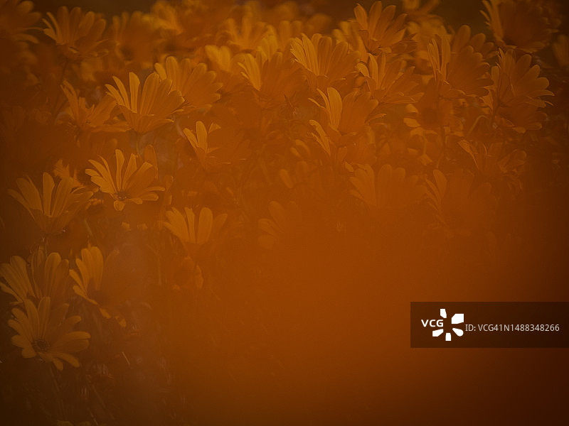 南非纳马夸兰盛开的春季花卉图片素材