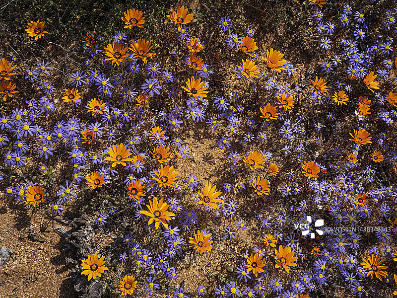 南非纳马夸兰盛开的春季花卉图片素材